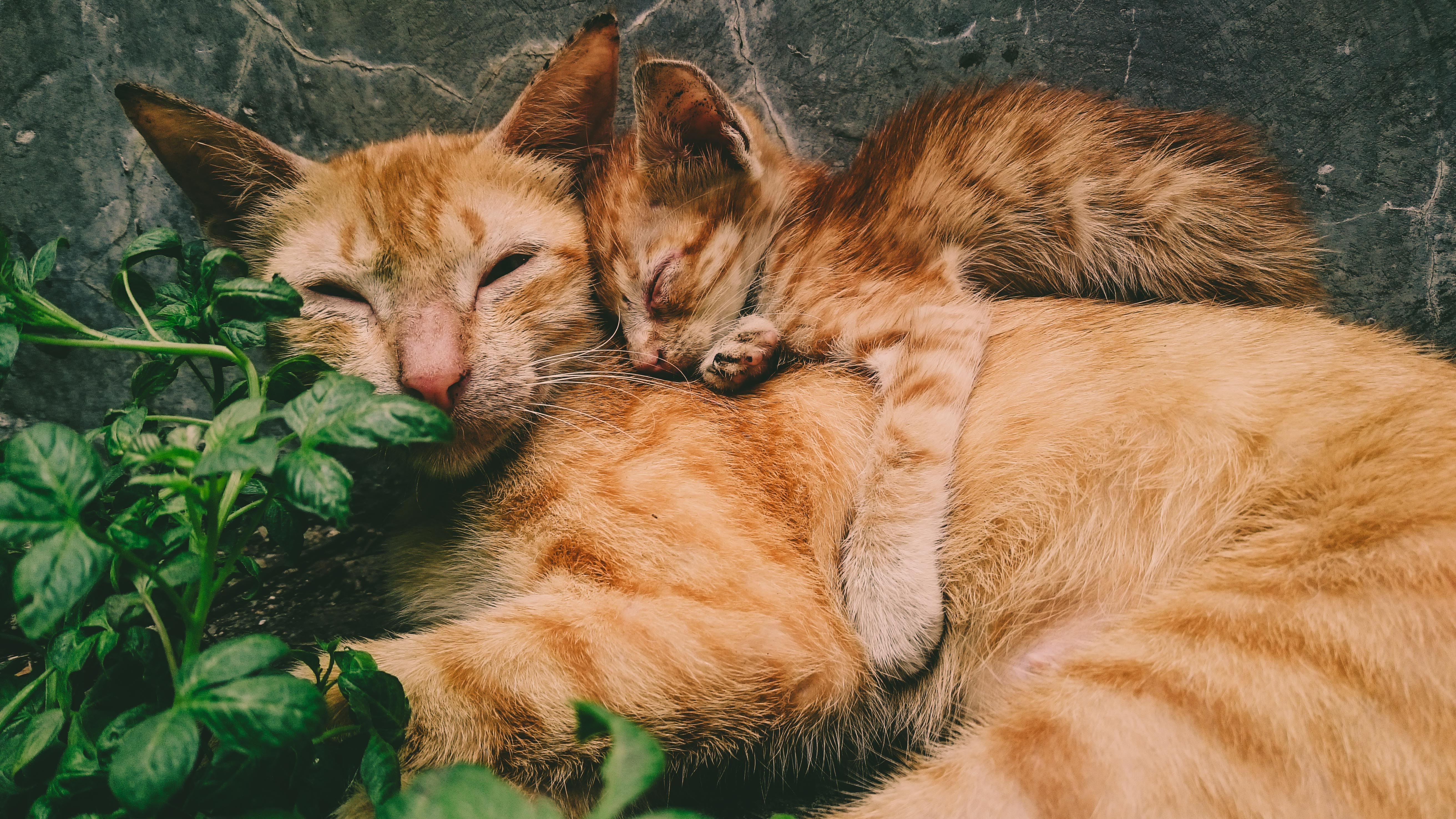 orange kittens cuddling