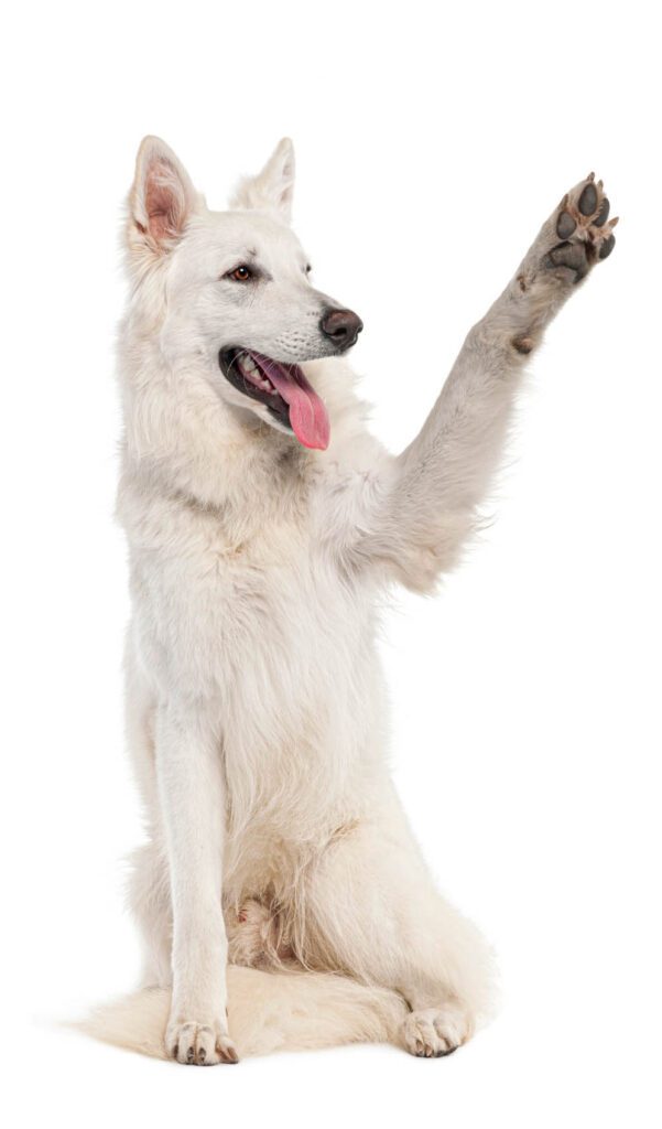 White German Shepherd Dog giving high five to his veterinarian.